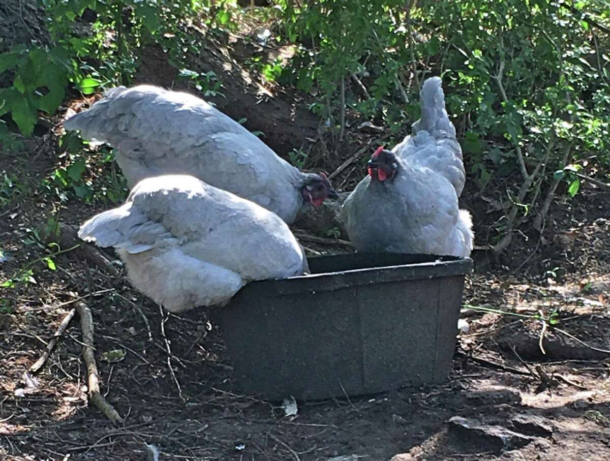 Chickens are a big part of farm life at Fairview Farm in Wilton.