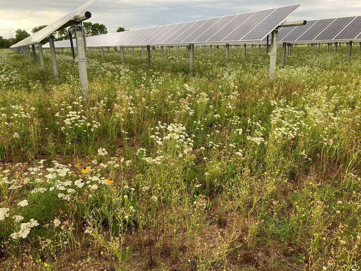 A pollinator-friendly solar field like this one is being proposed for Torrington's landfill property by US Solar.