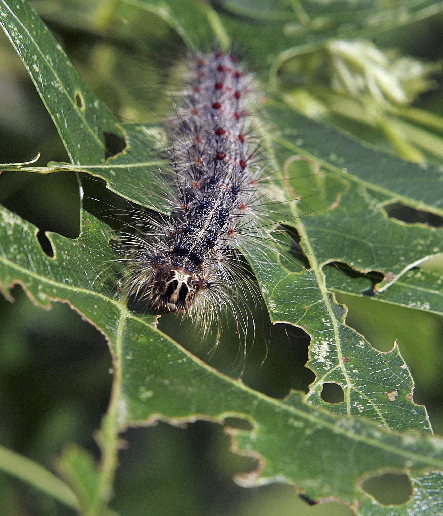 Northern Michigan seeing outbreak of gypsy moth in oak forests