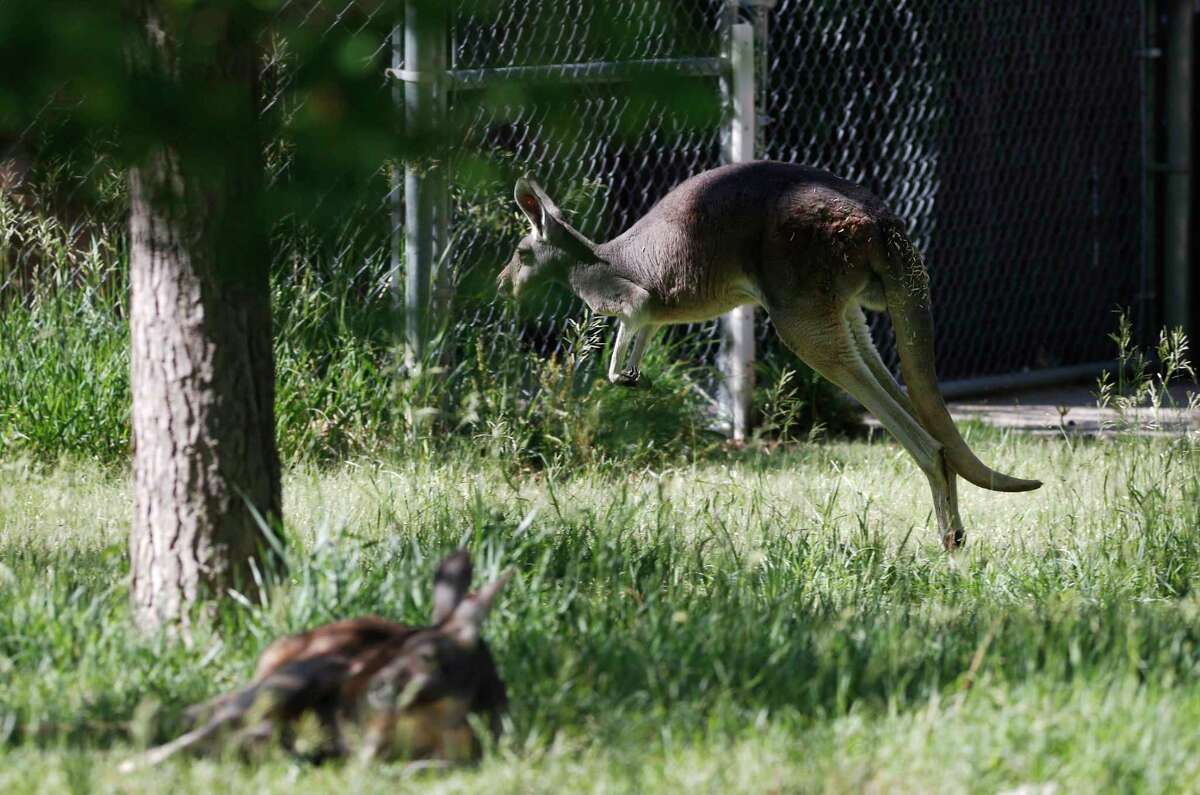 A Red Kangaroo jumps through its enclosure as the Denver Zoo reopens after a three-month closure because of the spread of the new coronavirus Friday, June 12, 2020, in Denver. Zoo officials were limiting access as well as demanding that patrons follow social distancing guidelines during their visits. (AP Photo/David Zalubowski)