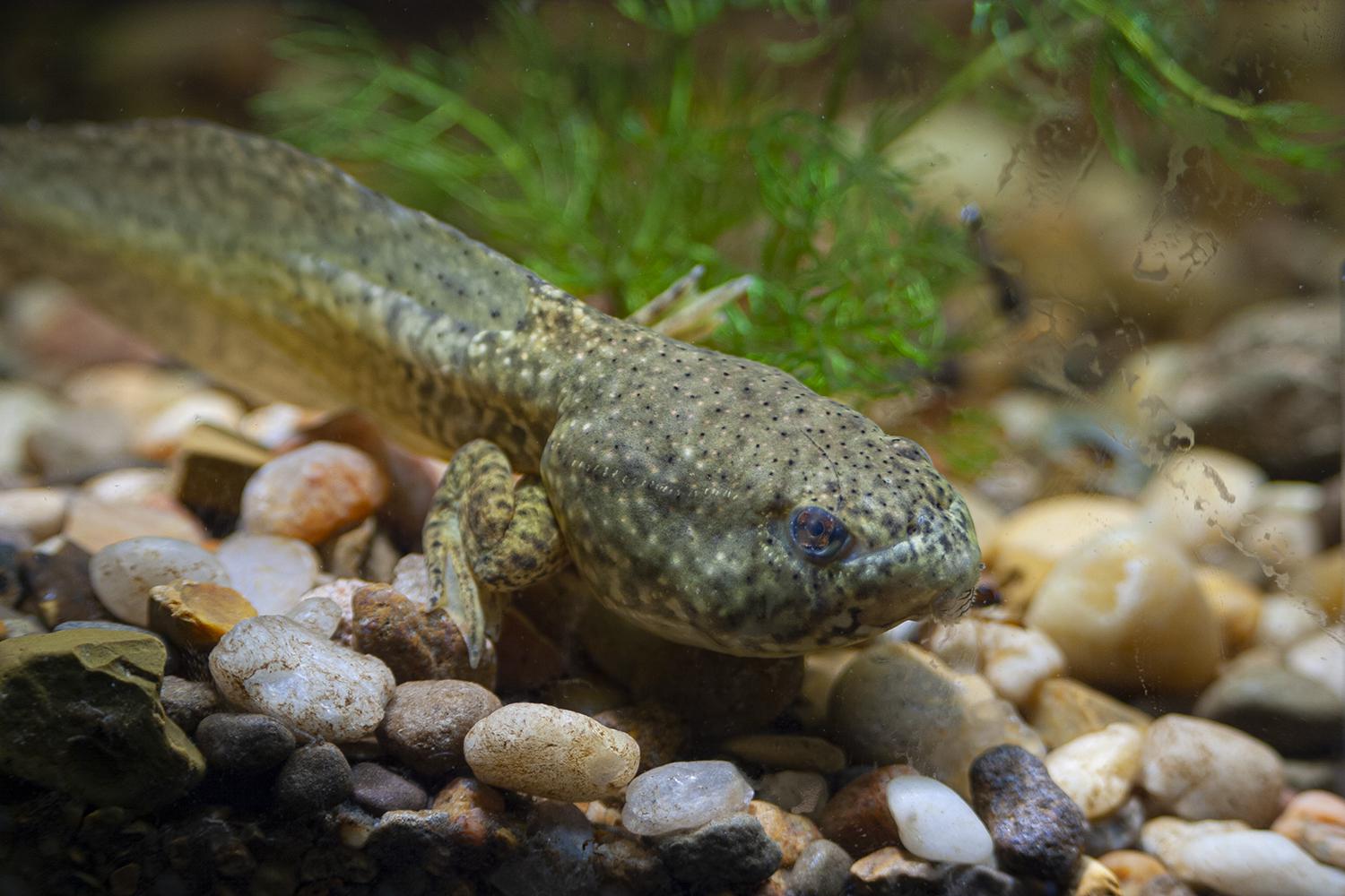 A chorus of frog mating calls fills the summer night air