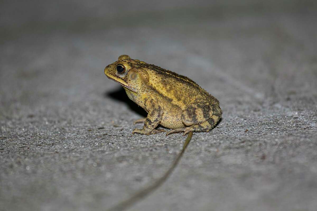 A chorus of frog mating calls fills the summer night air