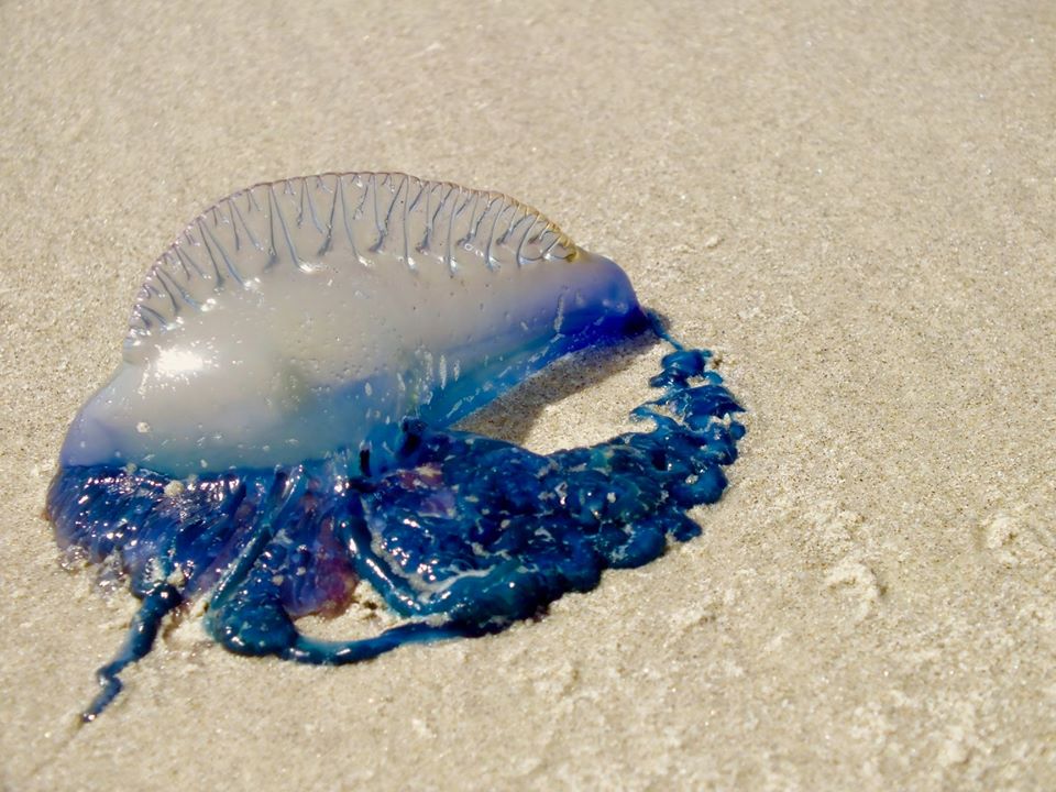 Beware of jellyfish Padre Island National Seashore tells visitors to