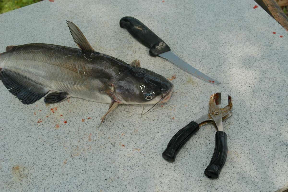 TPWD is considering reducing the number of blue and channel catfish regulations on the books from 11 to four. Among them is a new statewide limit that would do away with the 12 inch minimum length limit. Anglers would be allowed to keep 25 catfish daily, but only 10 of those fish could be 20 inches or longer. The statewide rule would be applied to about 85 percent of the state’s public waters. (Photo by Matt Williams)