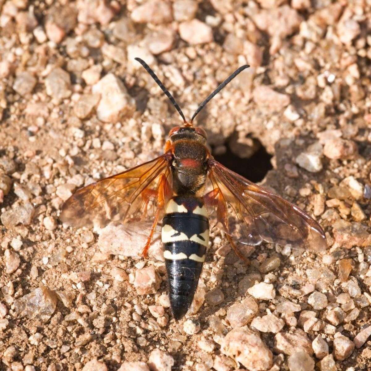 Have You Seen Giant Wasps In Houston Don T Scream Murder Hornet