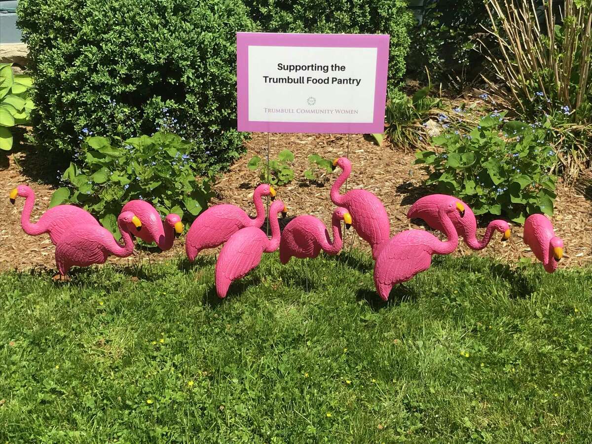 Trumbull Community Women has been placing a flock of flamingos on lawns with all proceeds going to the Trumbull Food Pantry. Dates are still available for July and August.