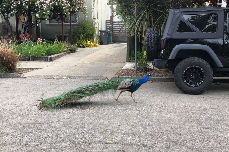 While many neighbors have voiced their love for the peacock, others have been tormented by his presence, even filing a noise complaint to the City of Oakland. Photo: Lana Q.