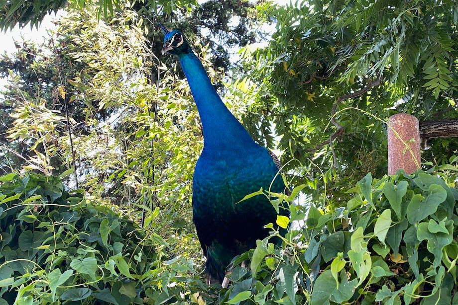 In a North Oakland neighborhood, a rather noisy peacock recently took up residence in someone's yard. Neighborhood drama ensued. Photo: Kai Chang