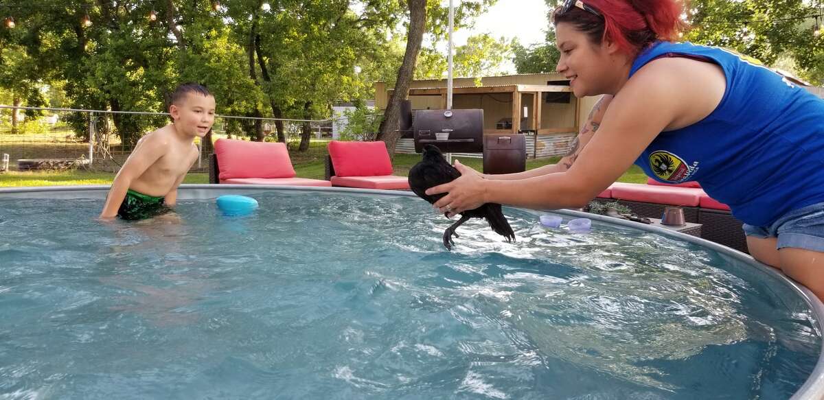 Danielle Choates helps one of the family’s chickens into their stock tank pool. “You can’t find inflatable pools right now,” she said. “…we’re glad we have this stock tank pool. It fits our aesthetic…”
