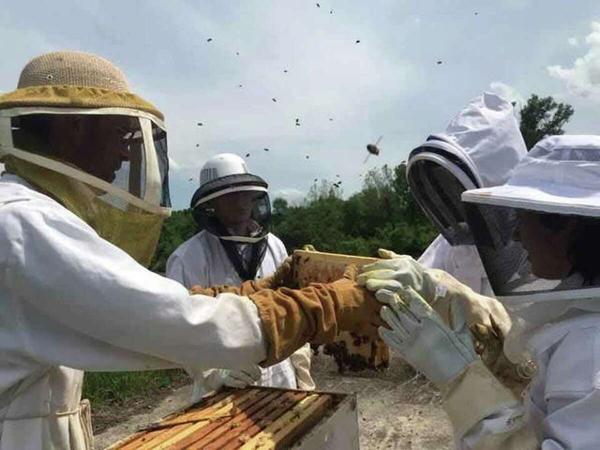 Honey Bee Association sidelines events, for now