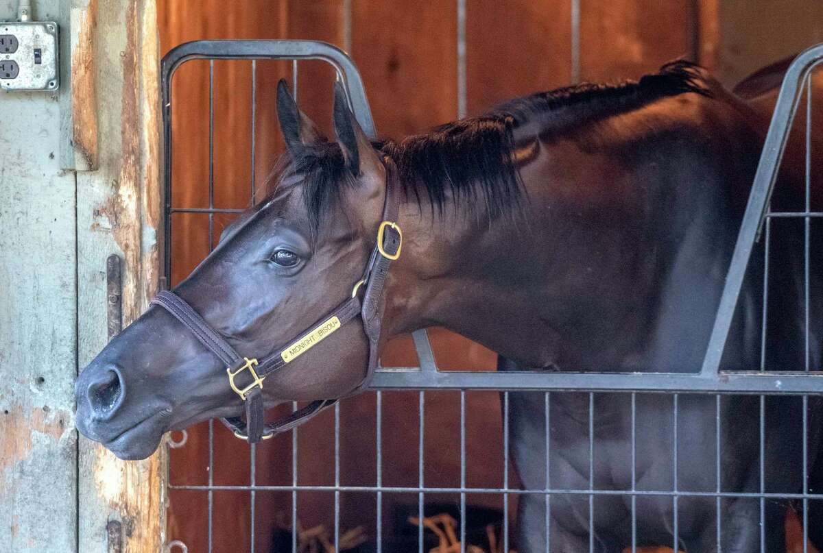 Super star Midnight Bisou looks out her stall in the Asmussen training barn at the Oklahoma Training Center the day before opening day at Saratoga Race Course July 15, 2020 in Saratoga Springs, N.Y. Photo by Skip Dickstein/Special to the Times Union