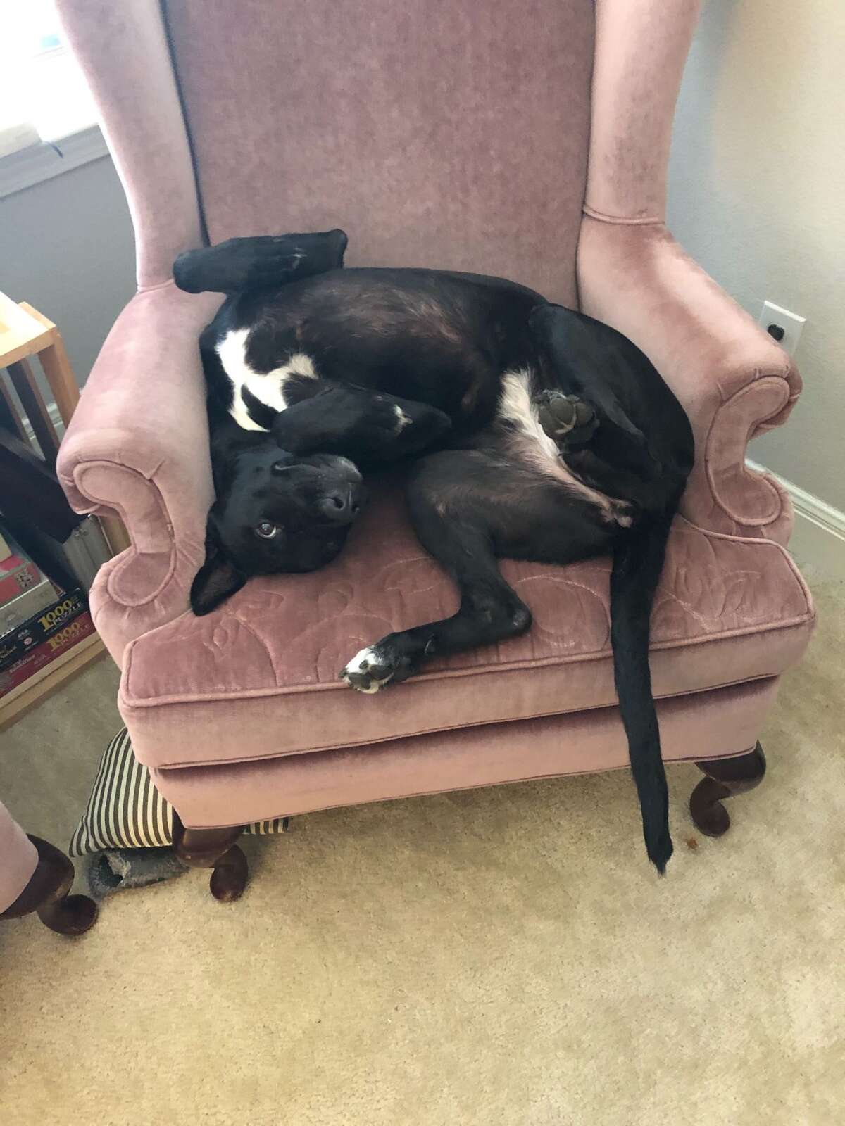 Our dogs are 'overly bonded.' Time to start separating.