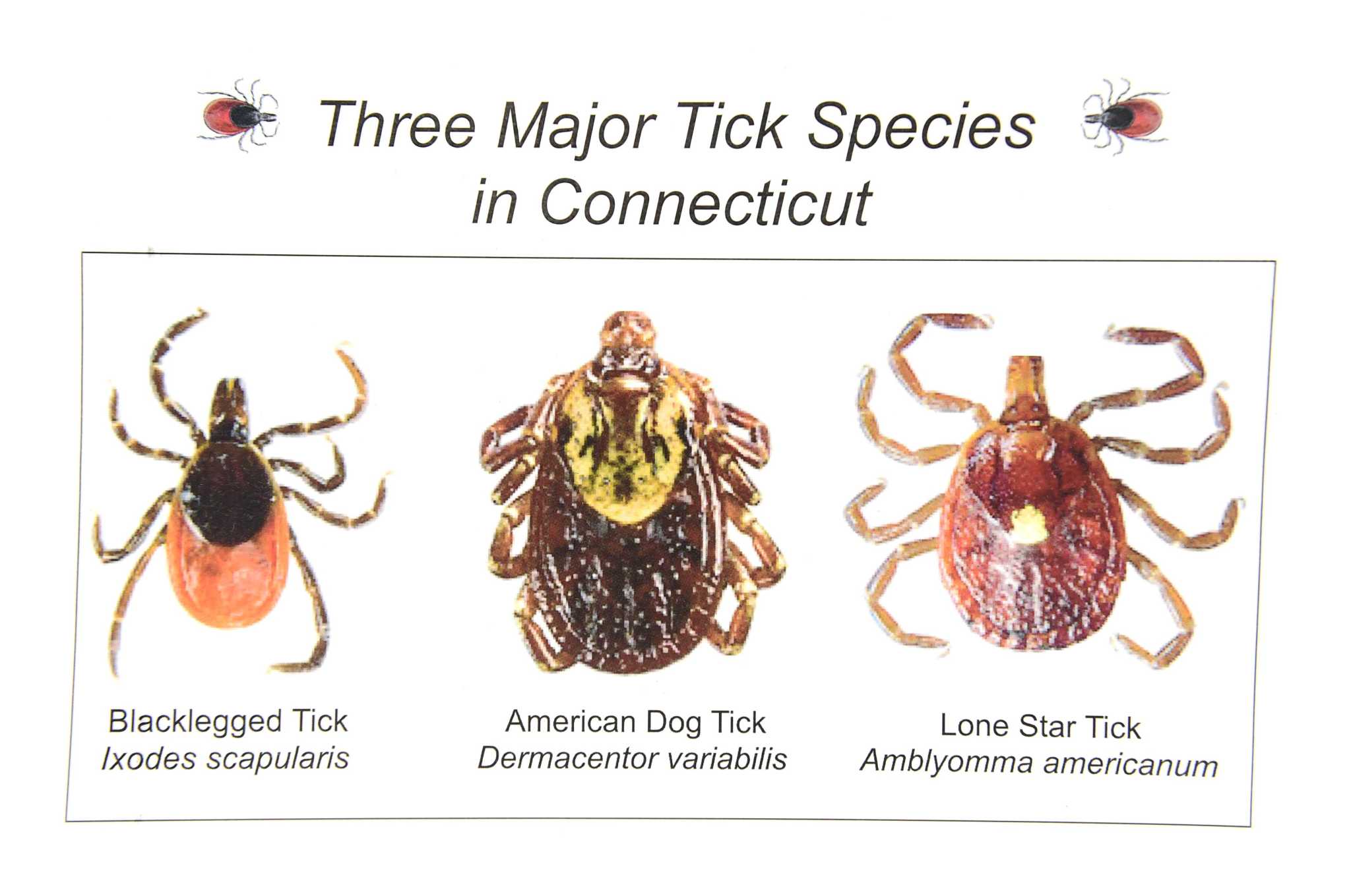 Aggressive tick moves into county