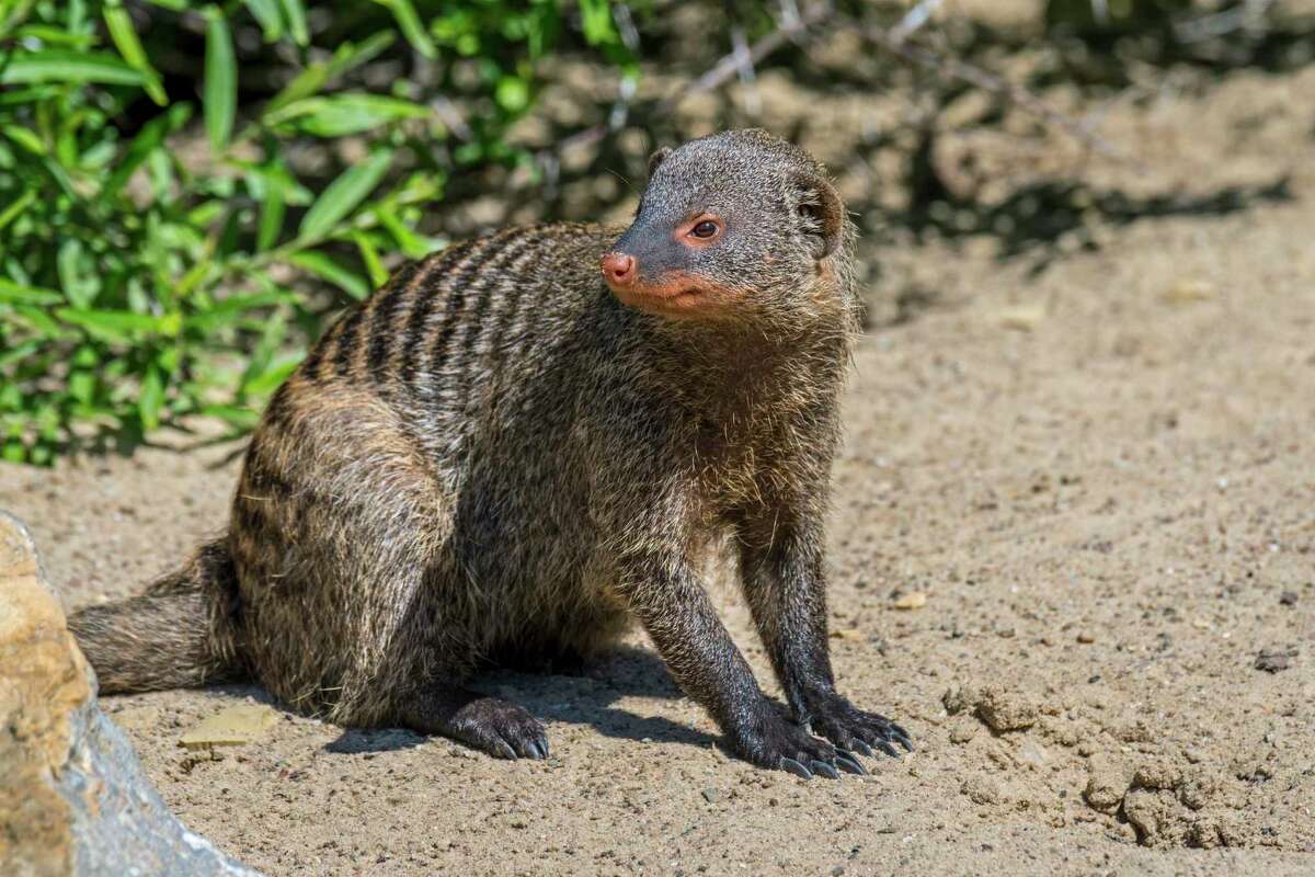 A banded mongoose sits in the sand. Mongooses often choose social bonds over social distancing.