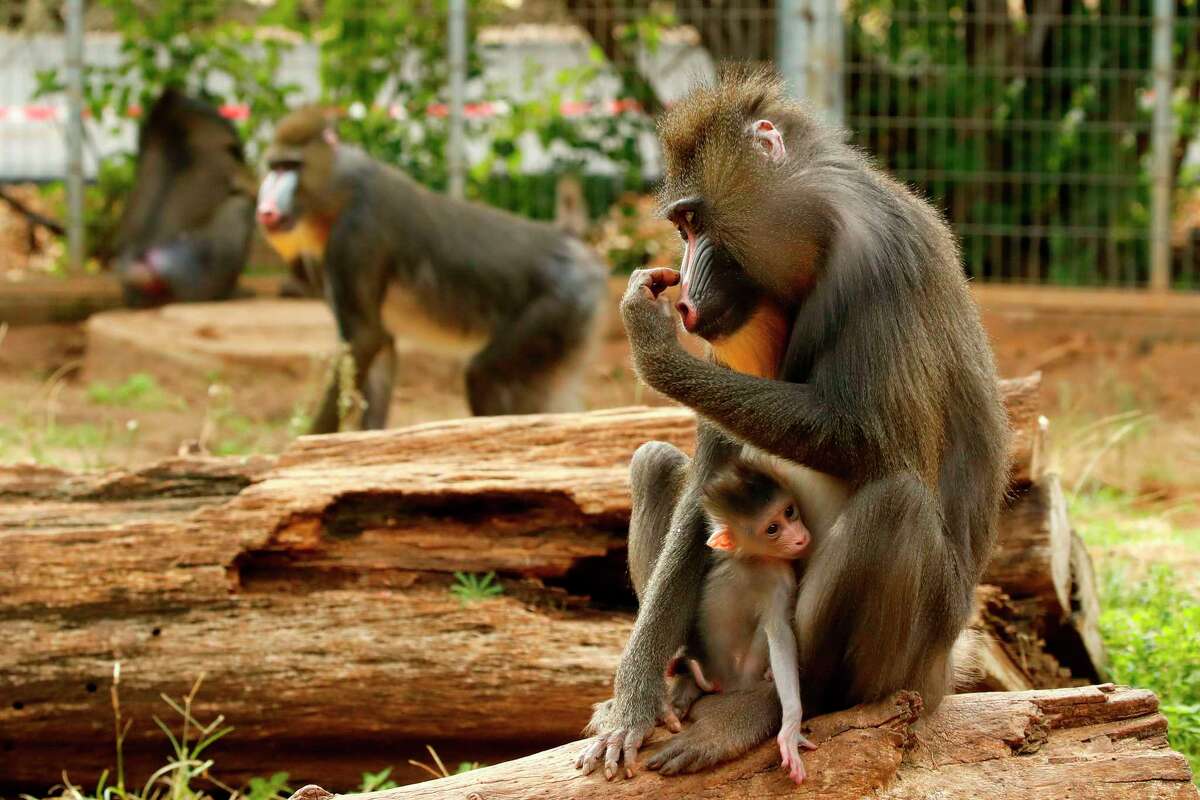 This picture taken on December 11, 2019, shows Tinkerbell, a 16-year-old female mandrill, carrying its one-week-old baby at the Ramat Gan Safari zoo near the Israeli city of Tel Aviv. Mandrills practice social distancing by avoiding grooming each other in some cases.