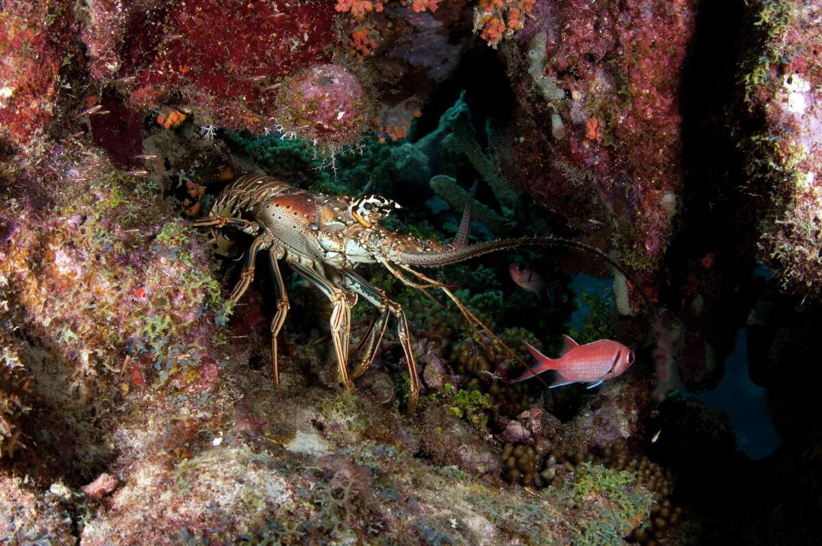 Pictured is a Caribbean spiny lobster. Lobsters can detect disease in other lobsters and avoid those that are infected.