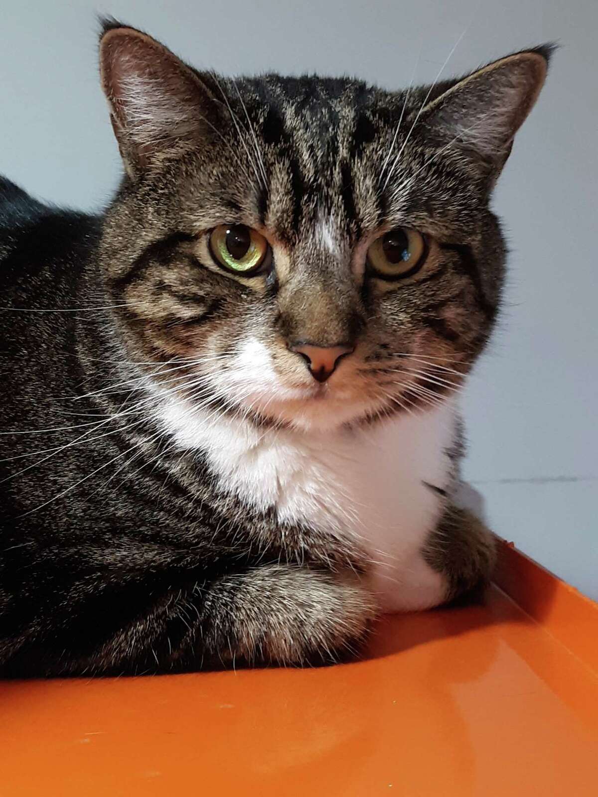 Bo the Tabby is looking for a forever home.