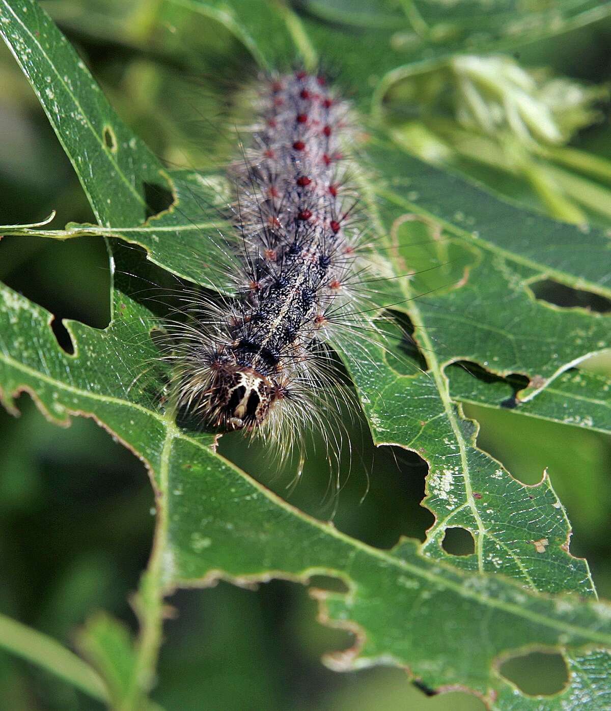 In this June 12, 2007 file photo, a gypsy moth caterpillar walks along partially eaten leaves of a tree in Trenton, N.J. The gypsy moth, discovered in 1869 in Boston, is found in 20 states as of 2016, and has reached the northern Great Lakes, according to the U.S. Department of Agriculture. The scourge of insect pests is expected to put almost two-thirds of America's forests at risk over the next decade. (AP Photo/Mel Evans, File)