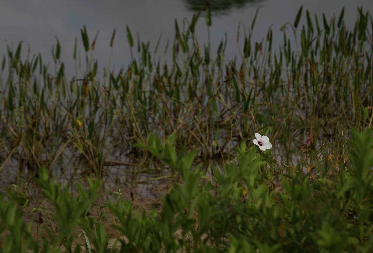 Memorial Park unveils the highly anticipated, 100-acre Eastern Glades