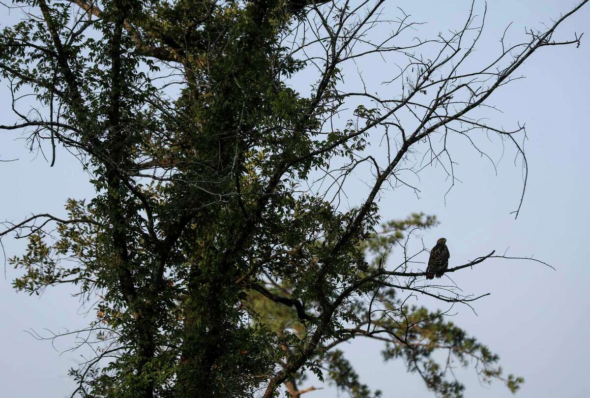 Memorial Park Unveils The Highly Anticipated, 100-acre Eastern Glades