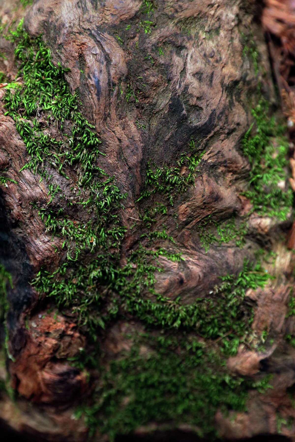 Moss growth on an old growth root burl in Joaquin Miller Park in Oakland, Calif., on April 29.