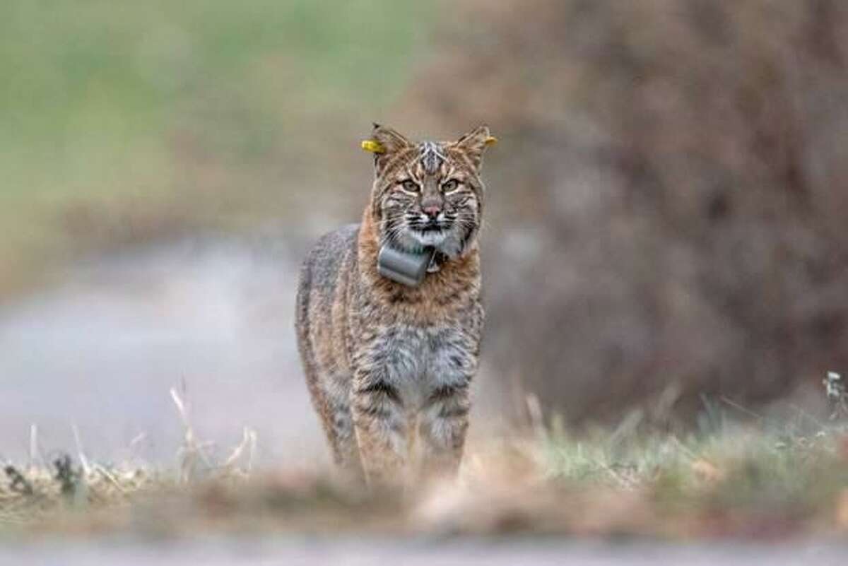 The DEEP is asking residents to consider joining their observation of bobcats, particularly those with tracking collars. This photo does not depict the bobcat spotted in Brookfield on July 15, 2020.