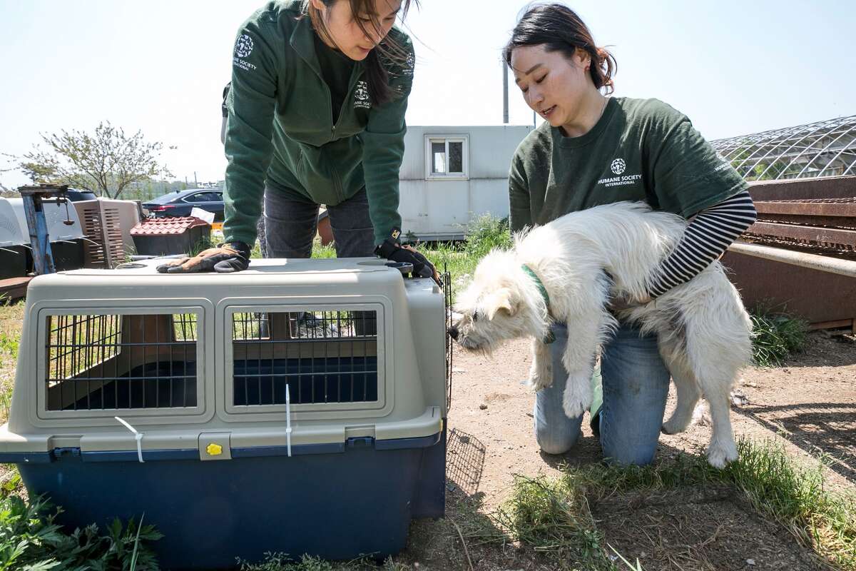Dogs in Amsterdam after rescue from Korean meat trade