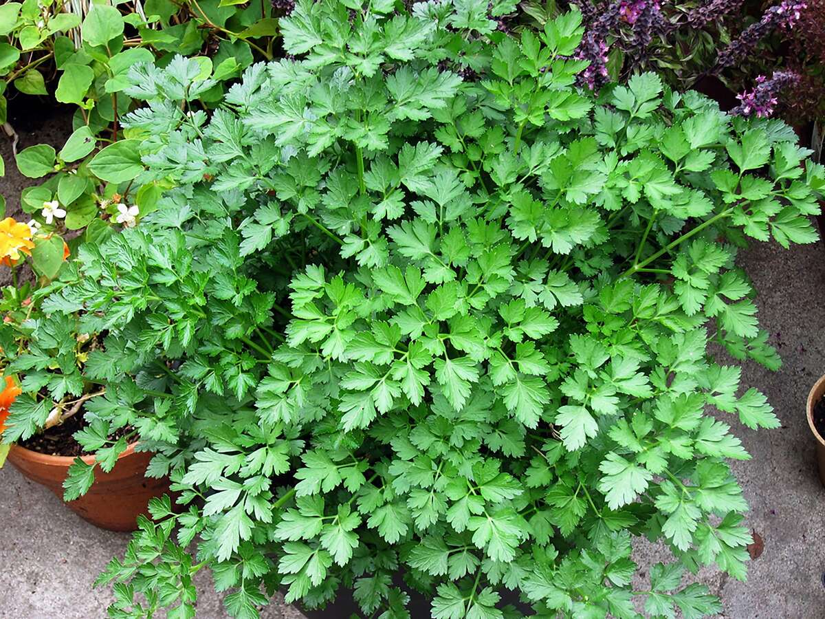 ‘Giant Italian Flat Leaf” parsley is shown here growing in a large pot.
