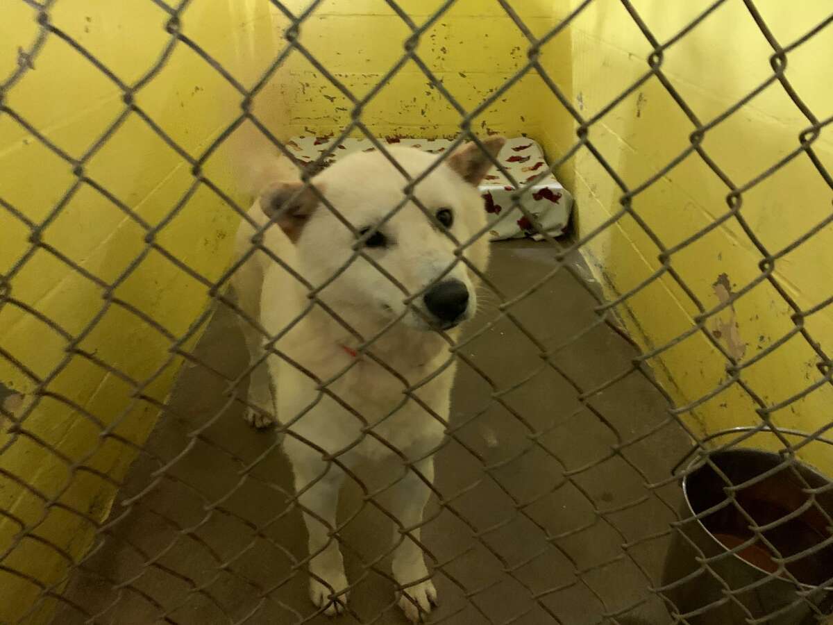 Dogs in Amsterdam after rescue from Korean meat trade