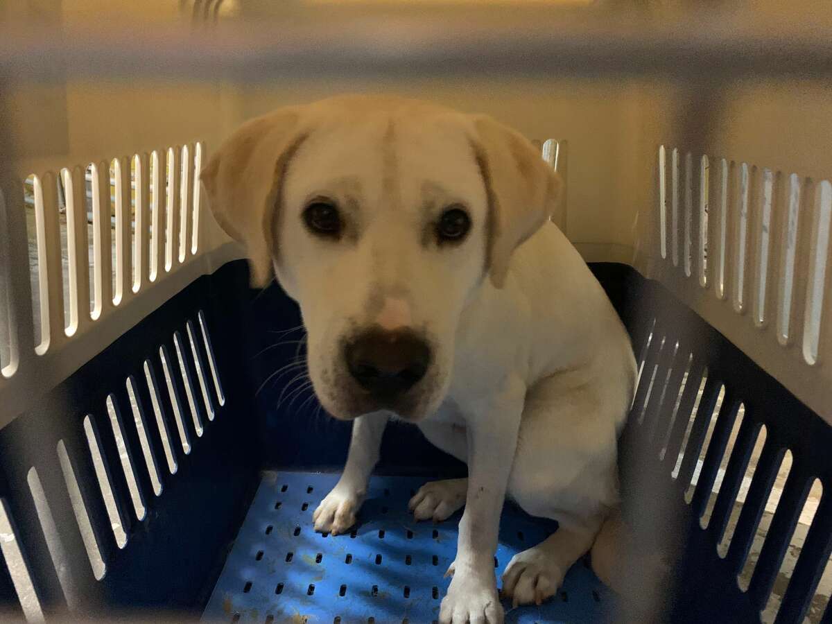 Dogs in Amsterdam after rescue from Korean meat trade