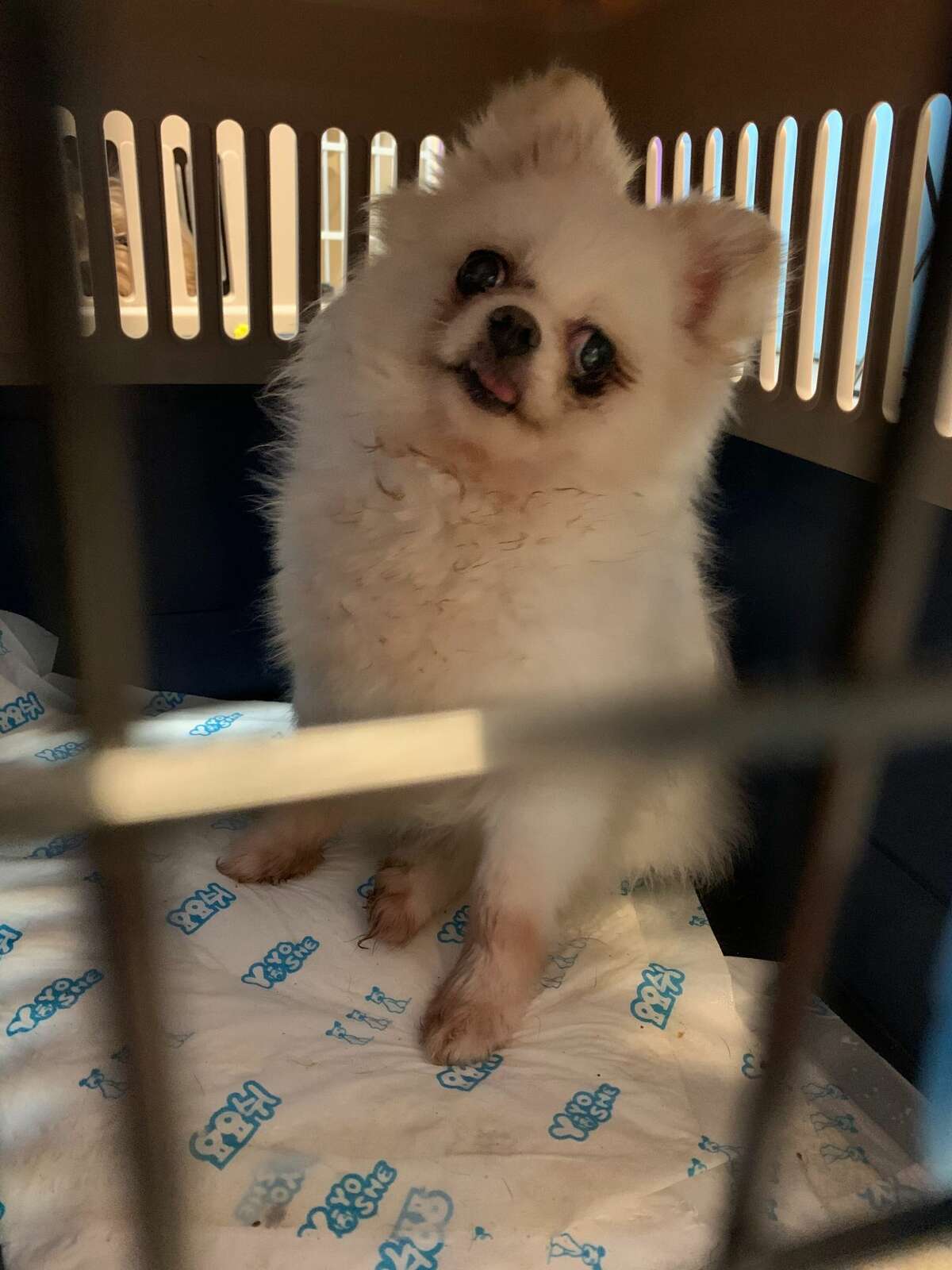 Dogs in Amsterdam after rescue from Korean meat trade