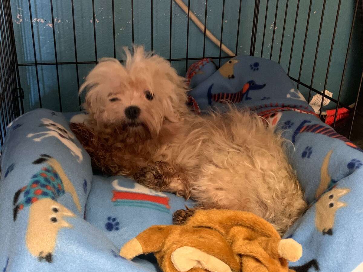 Dogs in Amsterdam after rescue from Korean meat trade