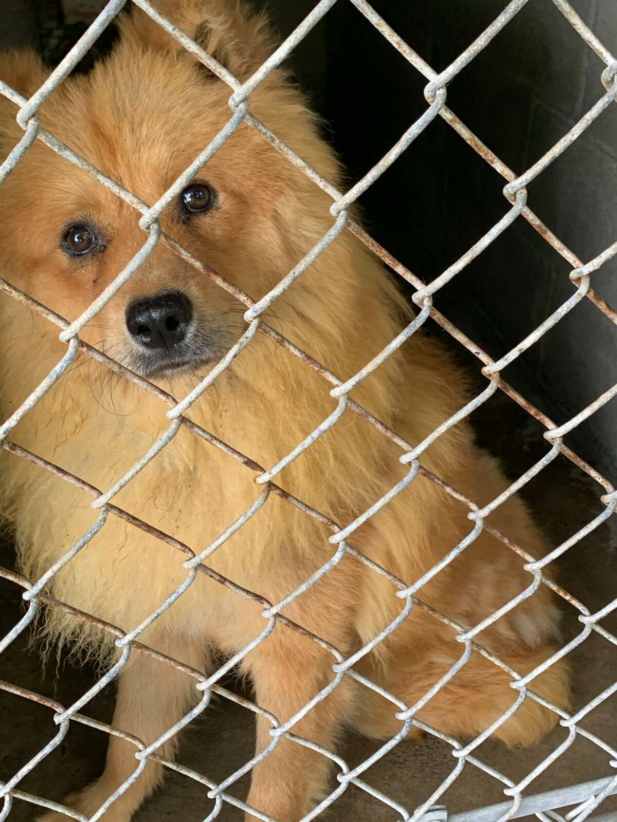 Dogs in Amsterdam after rescue from Korean meat trade