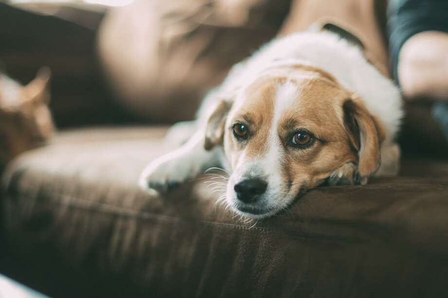 Pets suffering through PTSD need special attention. Photo: Texas A&M University