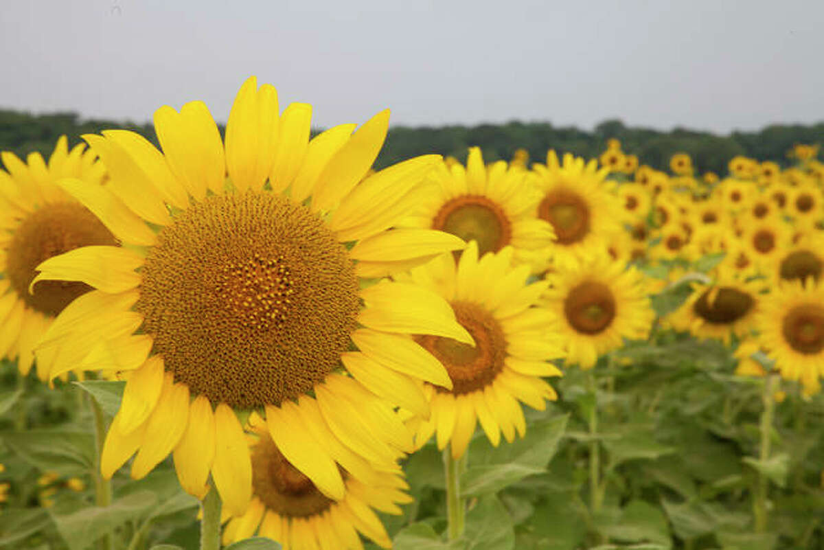 Columbia Bottom sunflowers seeing flood of fans