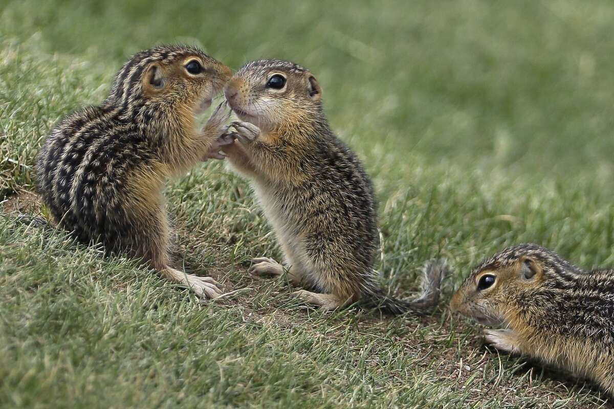 chipmunk plague chipmunk plague