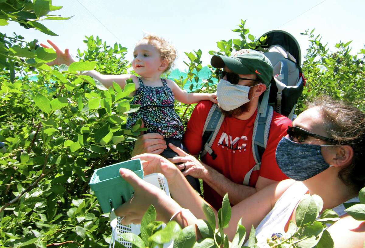 Adam Lazarus, his daughter Raeley, 2, and wife Sandi, all from Queens, pick blueberries together at Jones Family Farm in Shelton, Conn.