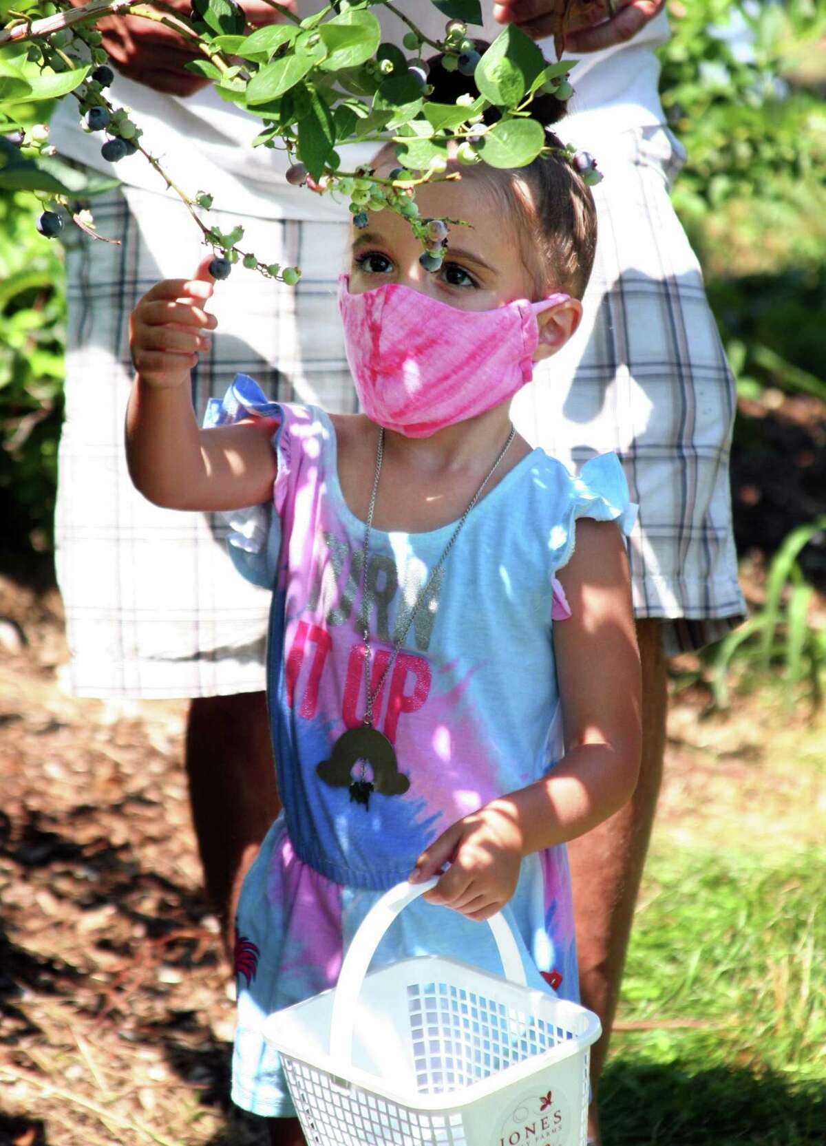 Rowan Ruggiero, 3, of Beacon Falls, picks blueberries at Jones Family Farm in Shelton, Conn., on Saturday July 18, 2020. For daily specific updates on days and hours of operation, call the Farmer Jones Crop Line at 203-929-8425.