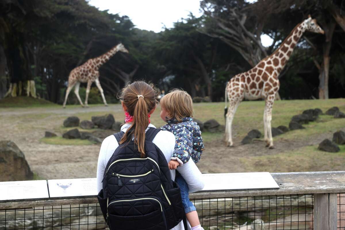 Visitors look at the giraffe exhibit at the San Francisco Zoo & Gardens on July 13, 2020 in San Francisco, California. The San Francisco Zoo is set to reopen to the public on July 15th since being closed for nearly four months due to the coronavirus COVID-19 pandemic. A limited number of tickets are being reserved for members to visit the zoo on July 13 and 14 just prior to the official public opening. (Photo by Justin Sullivan/Getty Images)