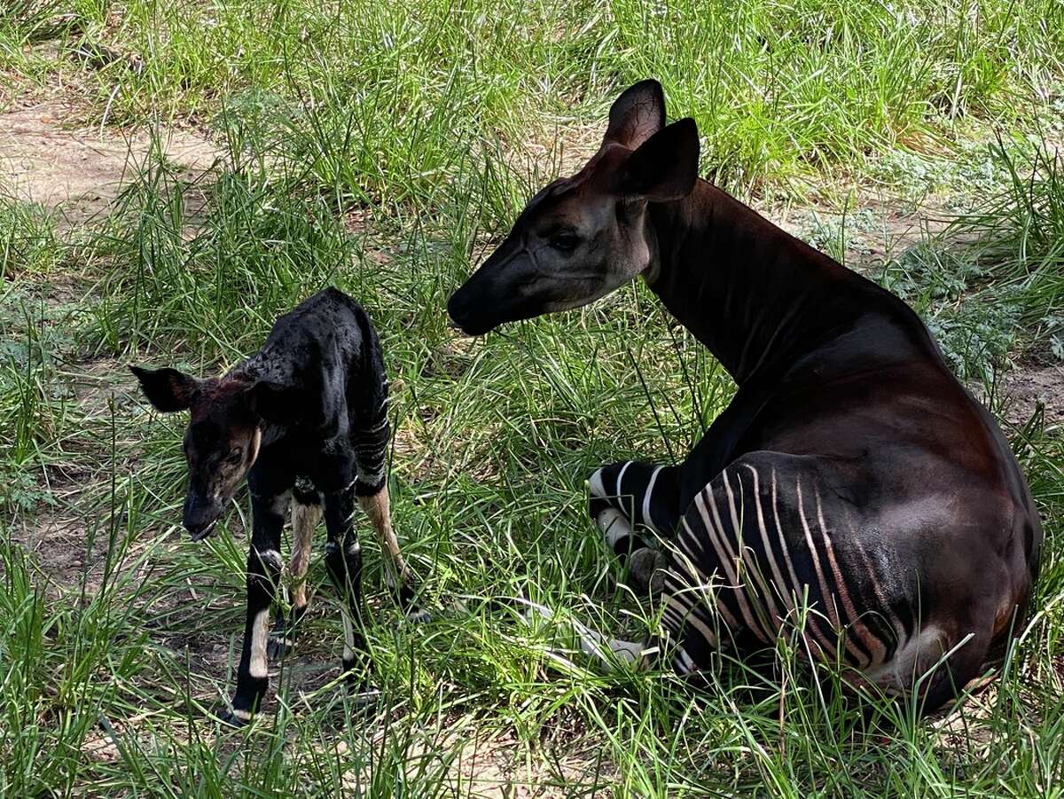 A baby okapi was born at the Houston Zoo Sunday, the zoo shared on Twitter.