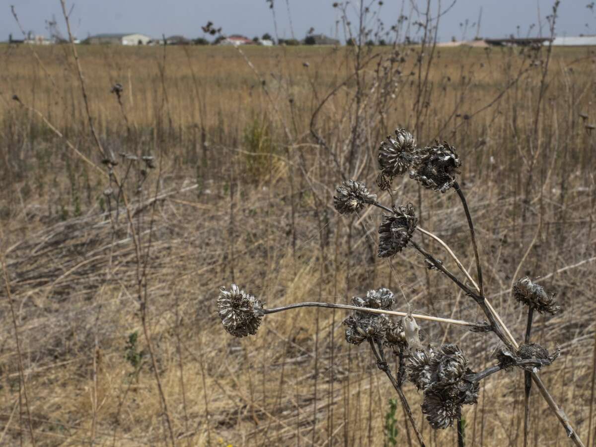Dry conditions and hot wind are making Midland County prime conditions for grass fires 07/20/2020. Tim Fischer/Reporter-Telegram