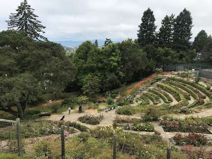 The Berkeley Rose Garden was built in the 1930s with funding from the Works Progress Administration.