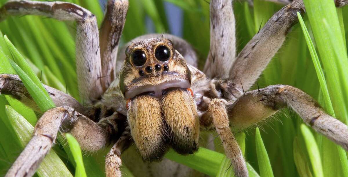 Children's Science Center - Awooo! Despite their name, the rabid wolf  spider's bite is harmless and will not turn you into a werewolf spider.  With eight eyes and eight legs, these hulking