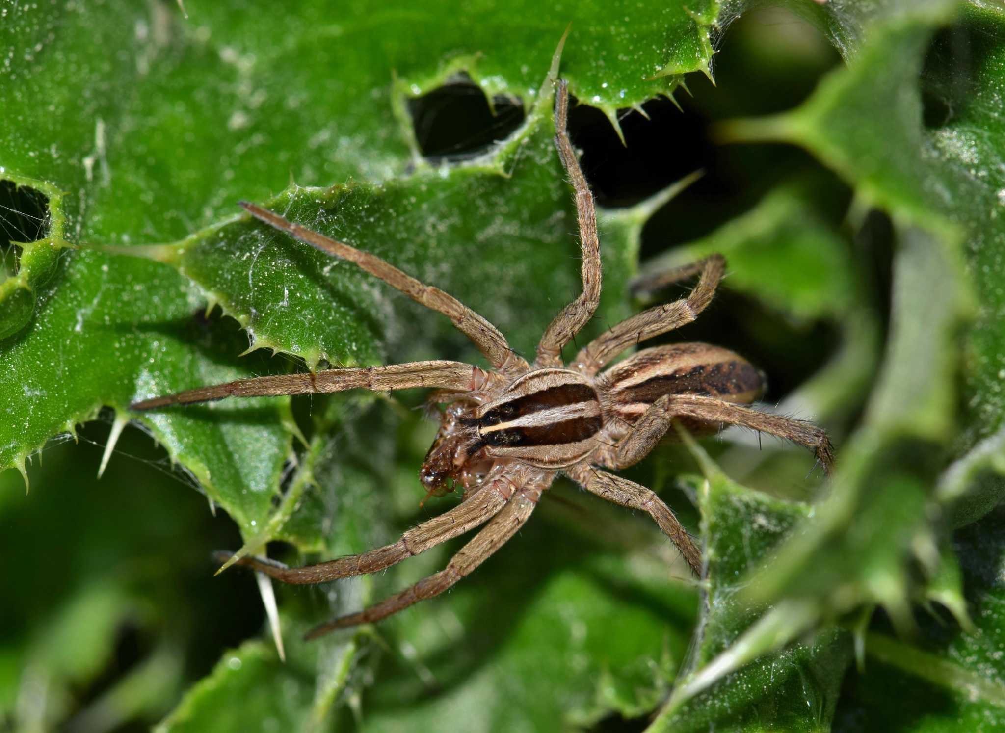 Common Critters: Nothing big or bad about the wolf spider — no matter how  scary it looks