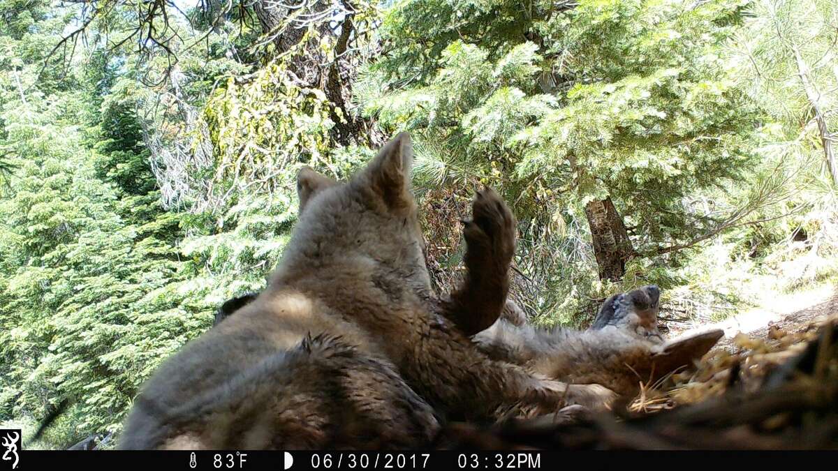 A photo of California's only known wolf pack from 2017. That year, the pack had four pups.