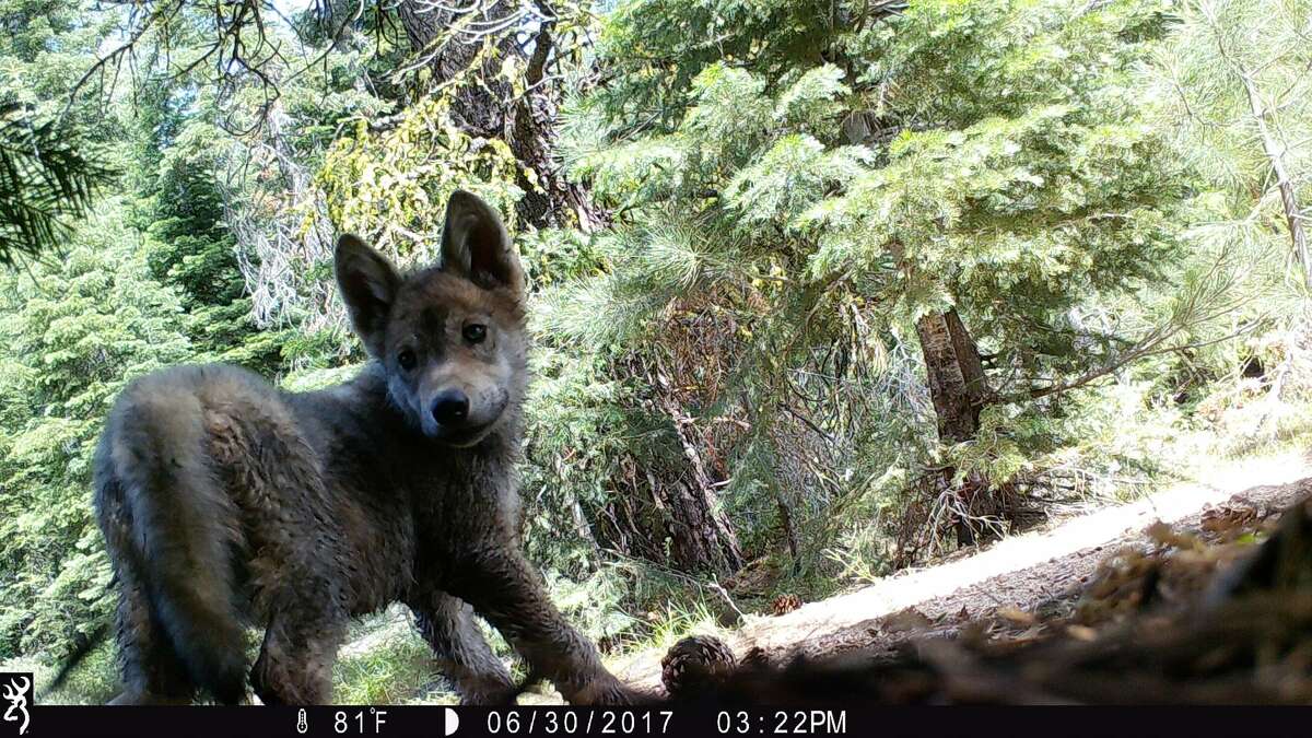 A photo of a wolf pup in 2017 from California's Lassen pack.
