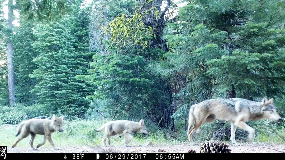 A 2017 photo shows California's Lassen pack. That year, the pack had four pups.