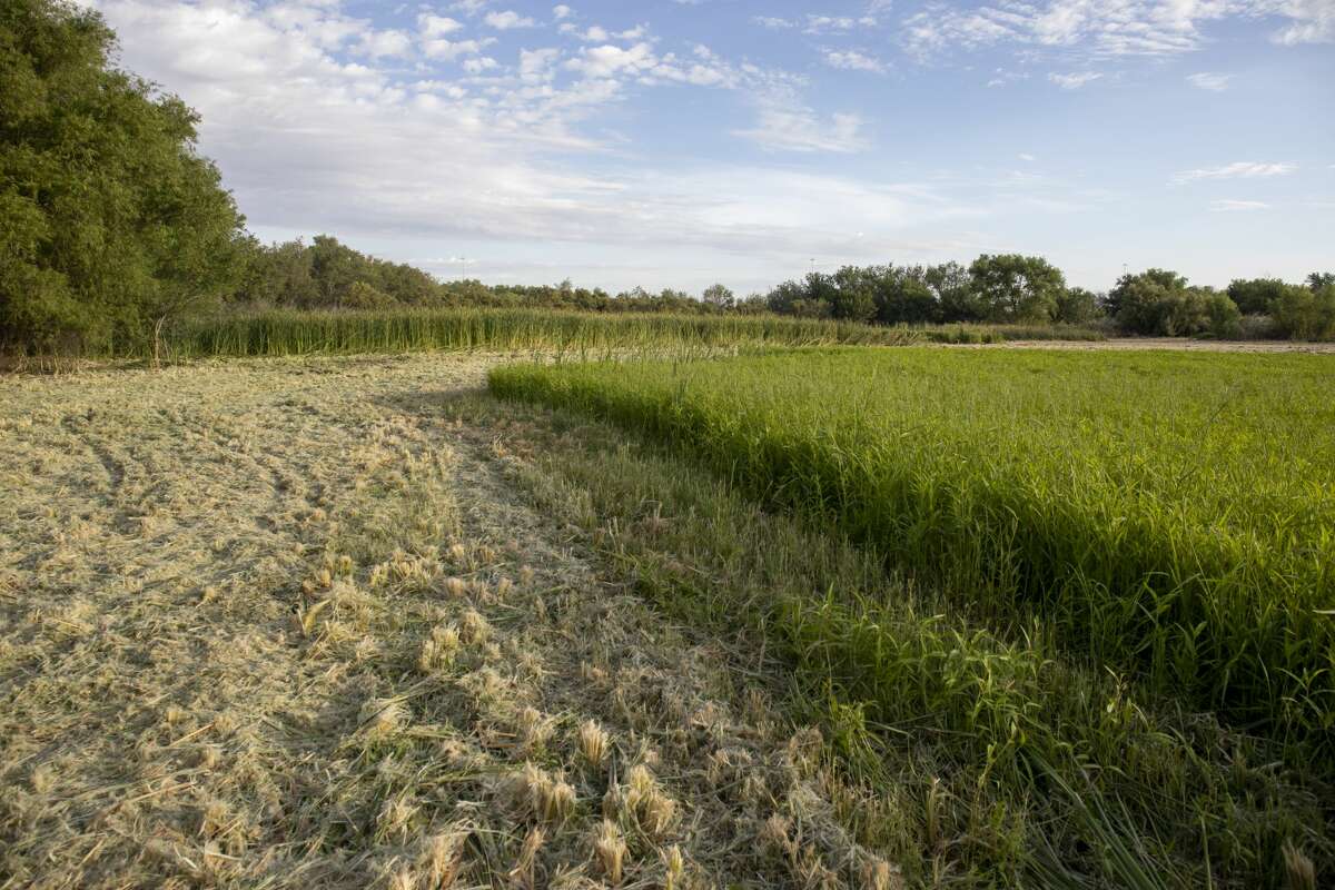 I20 Wildlife Preserve closes for the week to remove invasive cattail