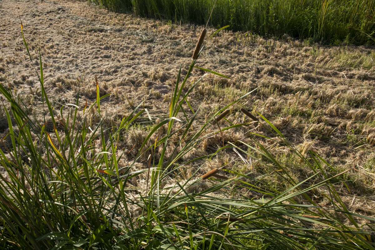 I20 Wildlife Preserve closes for the week to remove invasive cattail
