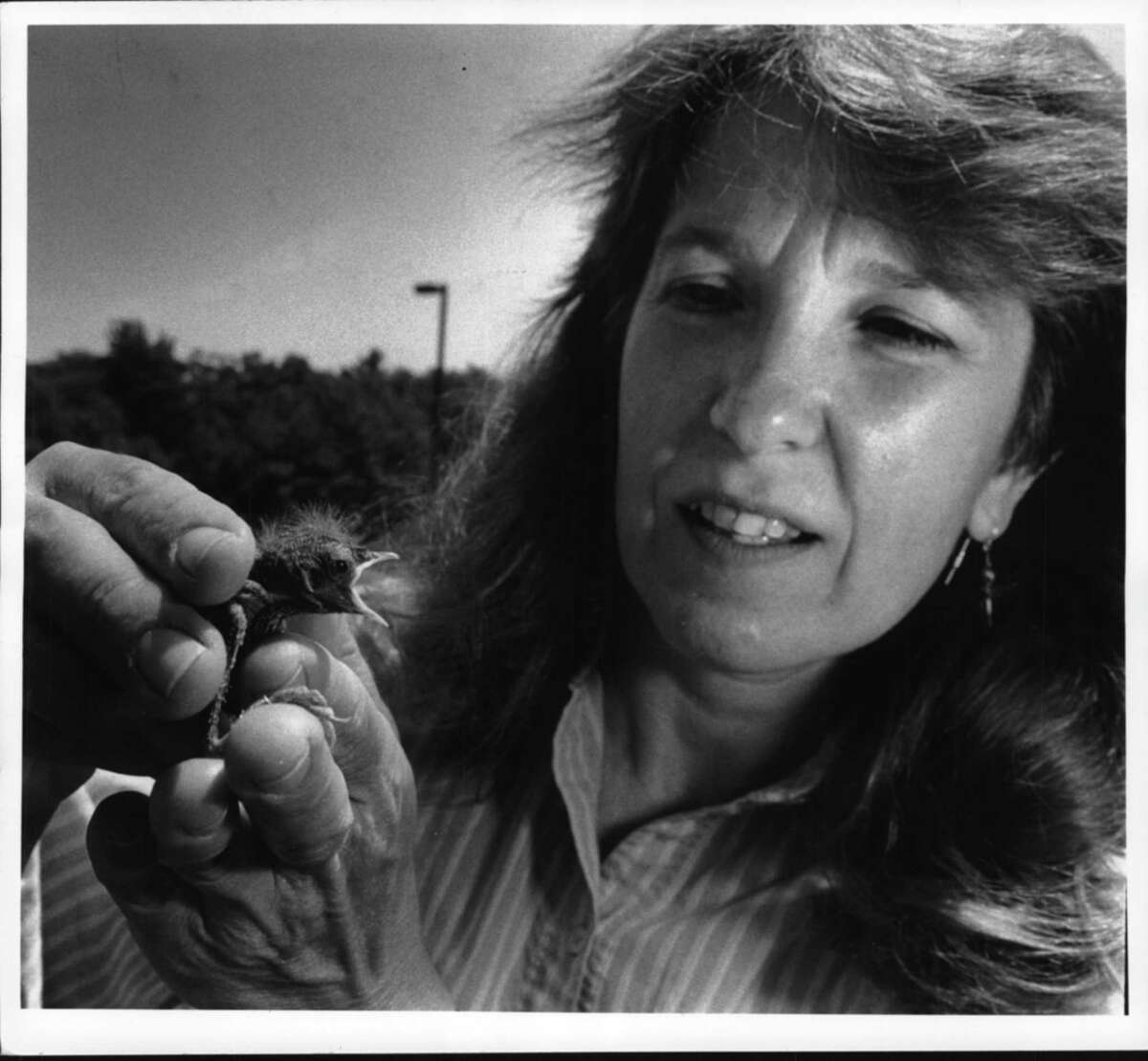 Niskayuna, New York - birds, misc. - Ora Ducheneaux, a research technician at General Electric Research & Development Center, with 8-day-old wren chick hatched in one of many bird boxes set up on grounds surrounding center. Ducheneaux is from Glenville. July 17, 1991 (John Carl D'Annibale/Times Union Archive)